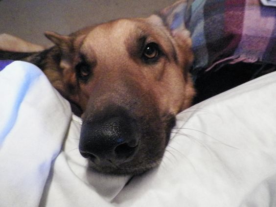German Shepherd dog on the bed with its face on the pillow