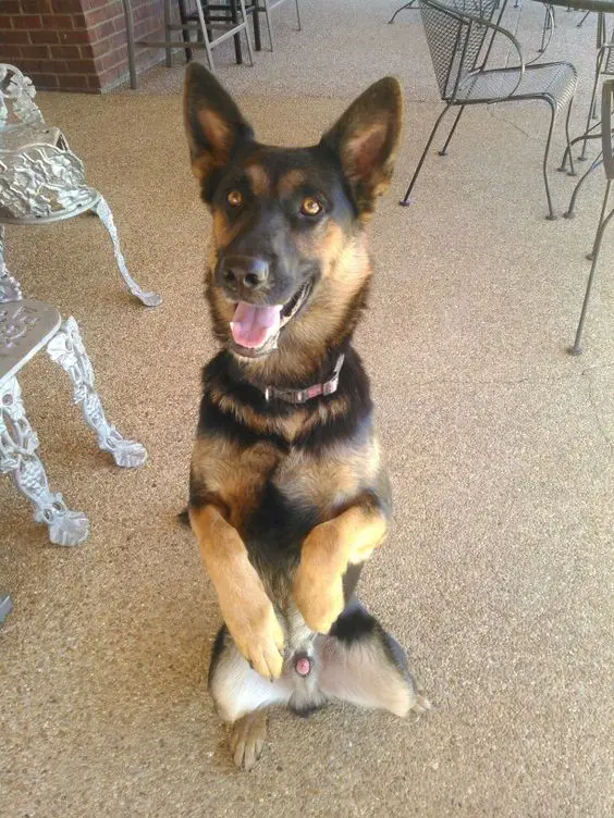 German Shepherd dog doing a sitting pretty while smiling