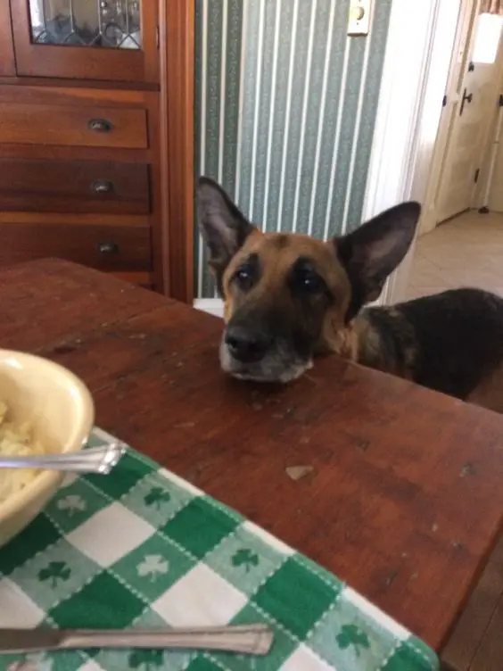 German Shepherd dog looking at the food on top of the table with its sad eyes