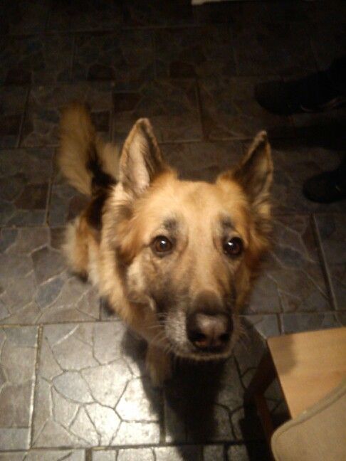 German Shepherd dog sitting on the floor while looking up with its irresistible begging face