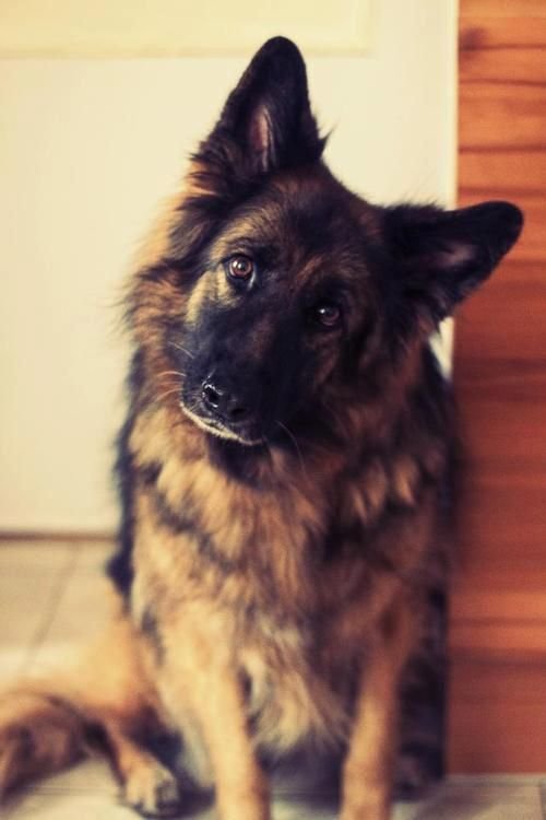 German Shepherd dog sitting on the floor while tilting its head