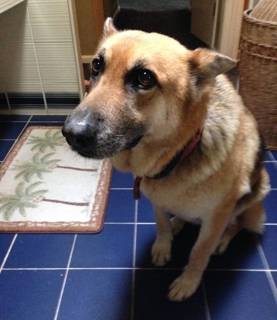 German Shepherd dog sitting on the floor with its ears down and looking up with its begging face