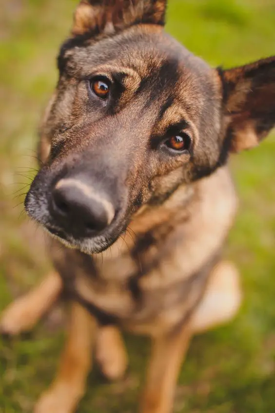 German Shepherd dog sitting on the grass photo focusing on his tilting head with his begging face