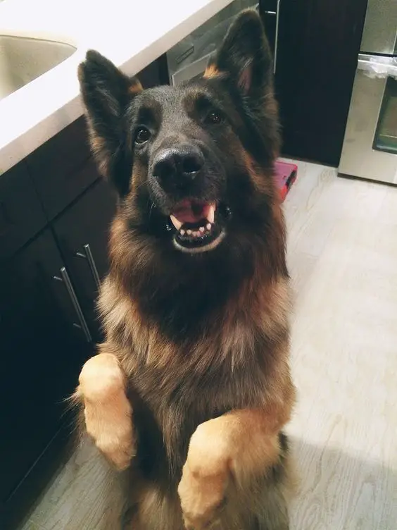 German Shepherd dog sitting pretty while smiling to beg for food