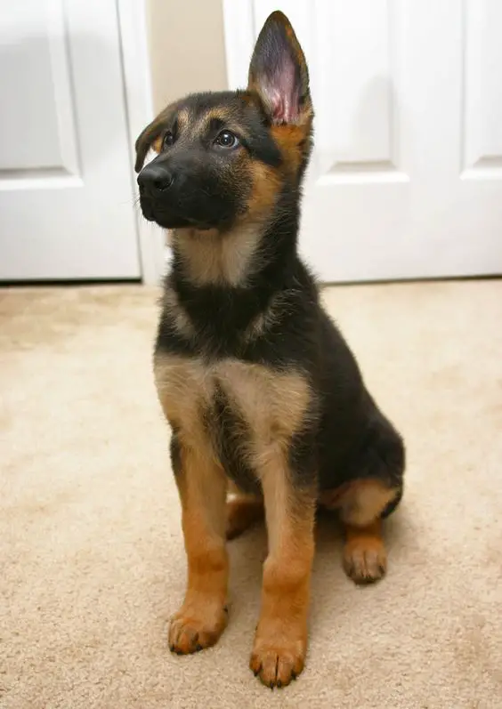 German Shepherd puppy sitting on the floor with its one ear down, and looking up with its begging face