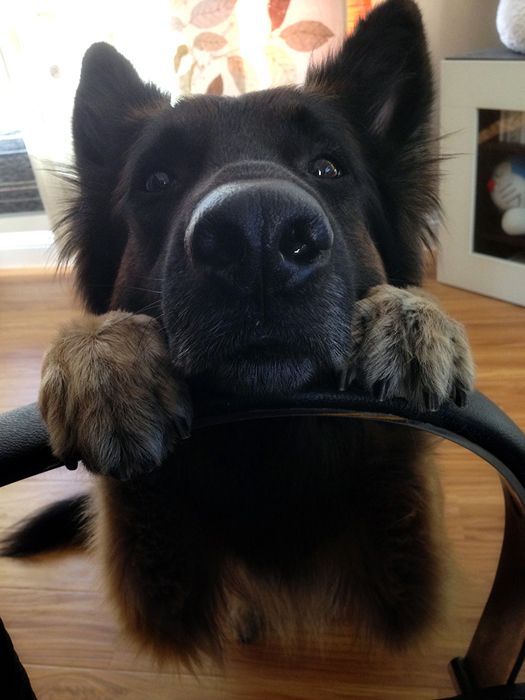 German Shepherd dog begging for food with its two paws and face on the arms of the chair