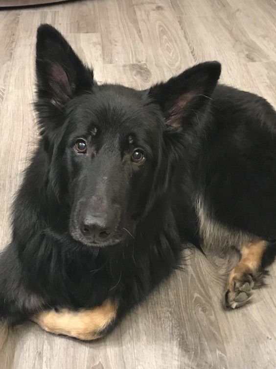 German Shepherd dog lying on the floor while looking with its adorable eyes