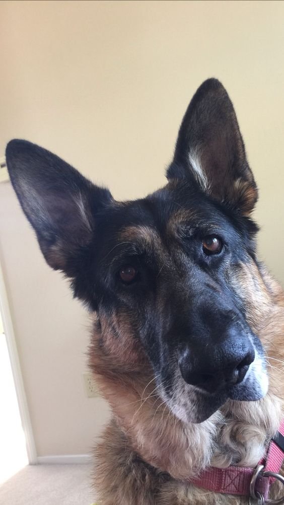 German Shepherd dog staring at his owner with its sad eyes