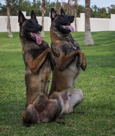 German Shepherd dog sitting pretty on the green grass in the yard while looking up with their happy faces