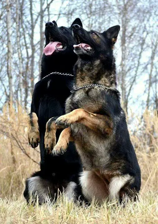 two German Shepherd dogs sitting pretty in the forest while looking up excitedly
