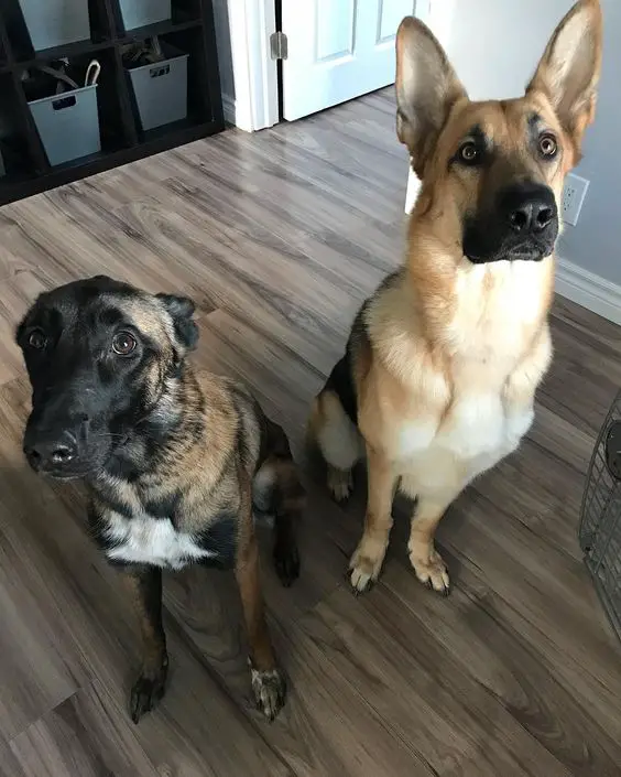 two German Shepherd dogs sitting on the floor while looking up with their begging faces 