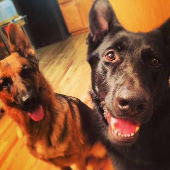 two German Shepherd dog sitting on the floor while smiling