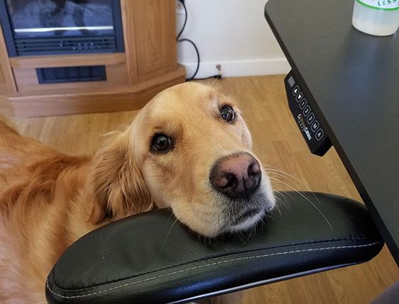 A Golden Retriever standing on the floor with its begging face on the arms of the office chair