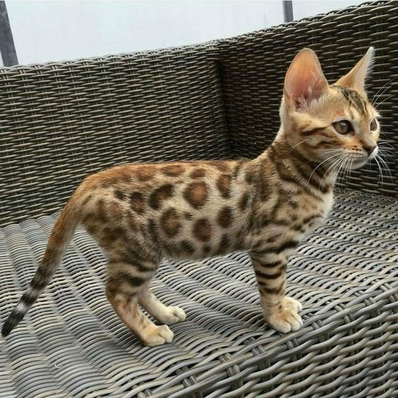 Bengal kitten standing up on top of the chair