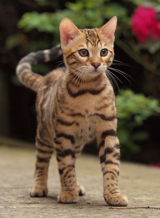 A Bengal Cat walking on the pavement in the garden
