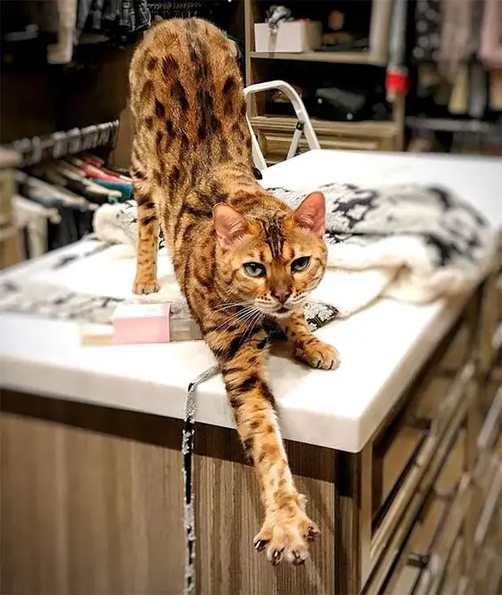 Bengal Cat stretching its body