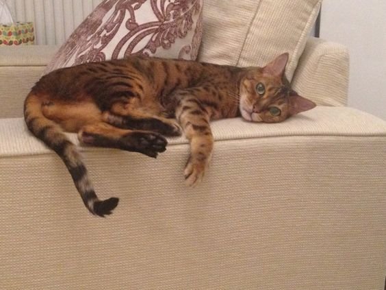 Bengal Cat lying on top of the couch