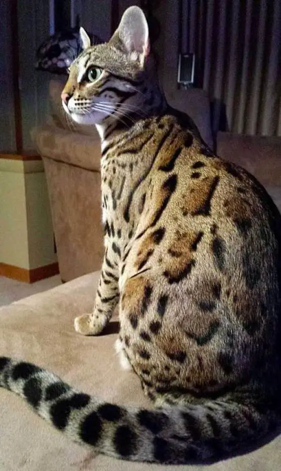 A Bengal Cat sitting on top of the table