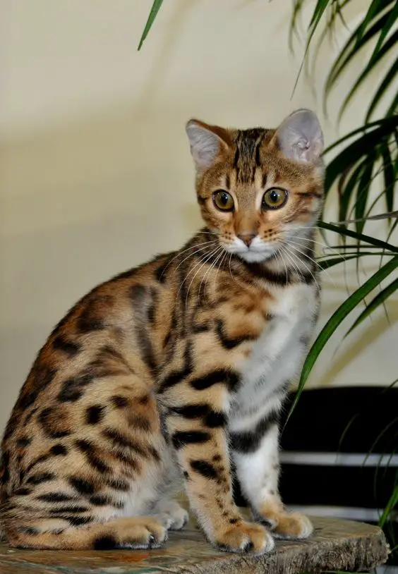 A Bengal Cat sitting on top of the table