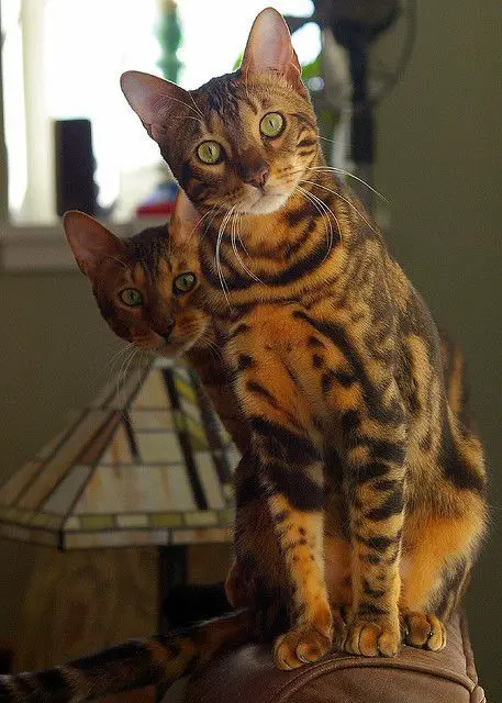 two Bengal Cats sitting on top of the back of the couch