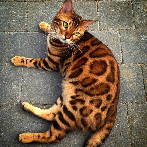 A Bengal Cat lying on the pavement