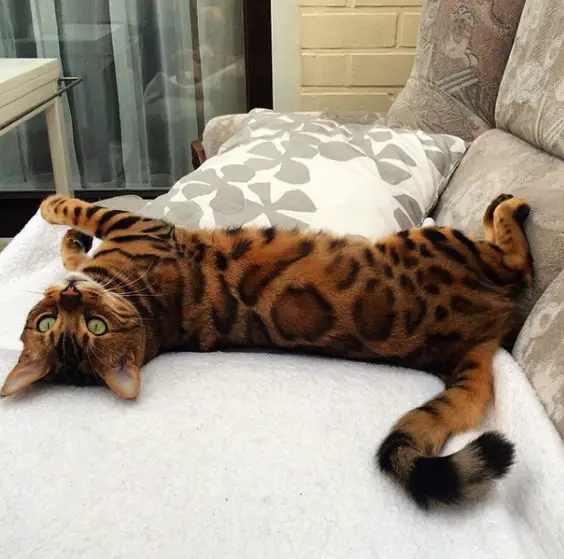Bengal Cat lying on its back on top of the couch