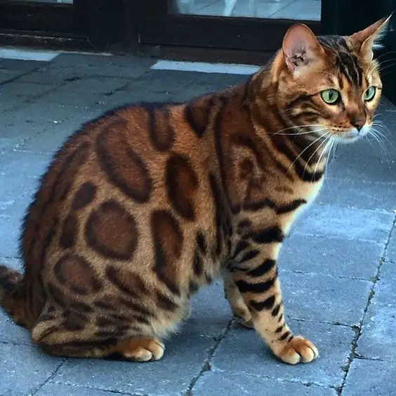 A Bengal Cat sitting on the pavement