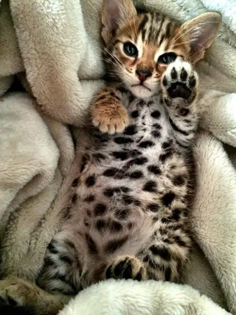 A Bengal Cat lying in a blanket with its paws raised