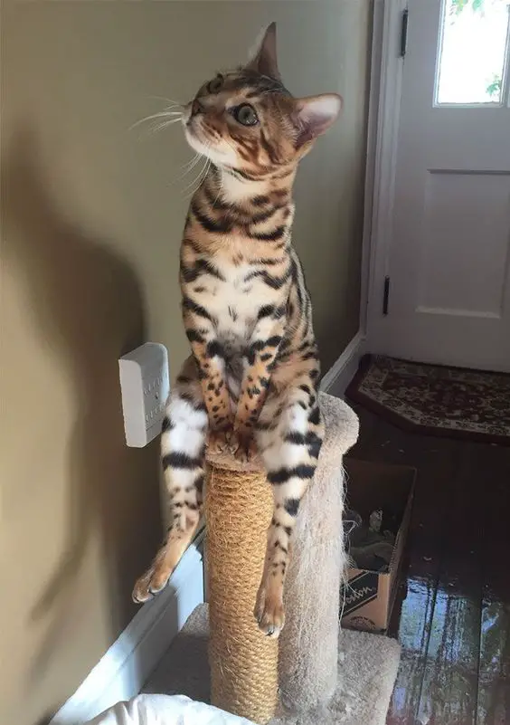 A Bengal Cat sitting on top of its tower