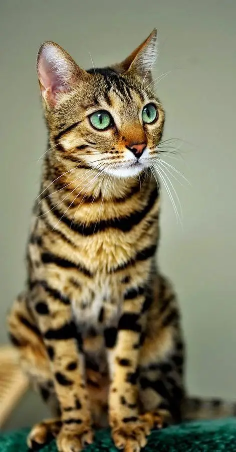 A Bengal Cat sitting on top of the table while staring up