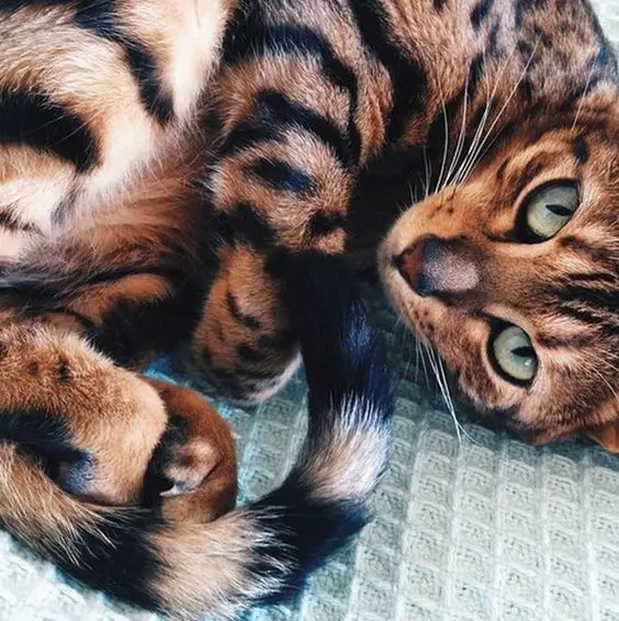 Bengal Cat curled up lying down on its bed