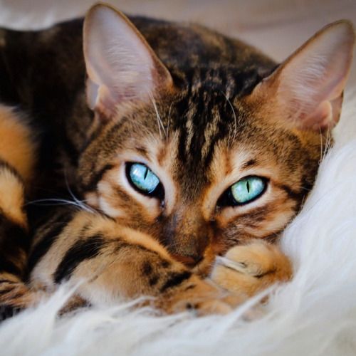 A Bengal Cat lying on its bed