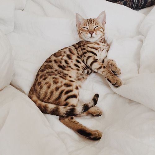 Bengal Cat sleeping on the bed