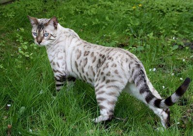A Bengal Cat walking in the grass