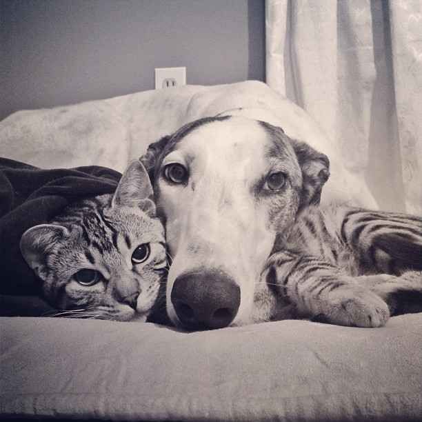 black and white photo of Bengal Cat lying on its bed with the face of a dog on resting in its stomach