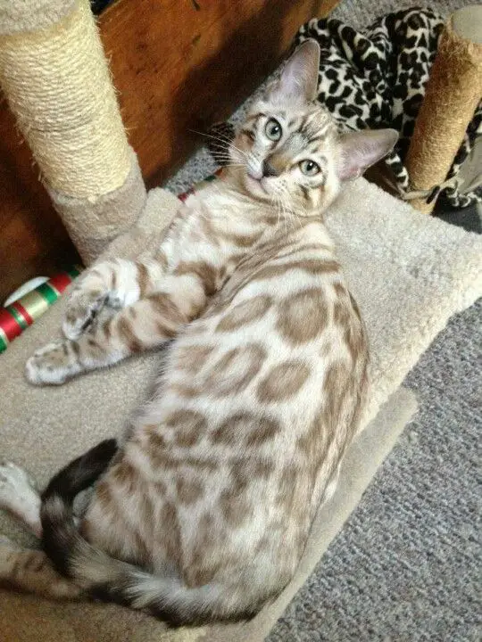 A Bengal Cat lying on top of its bed on the floor