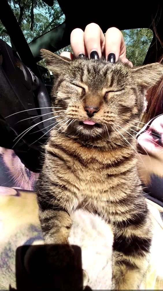 a girl scratching the head of a Bengal Cat