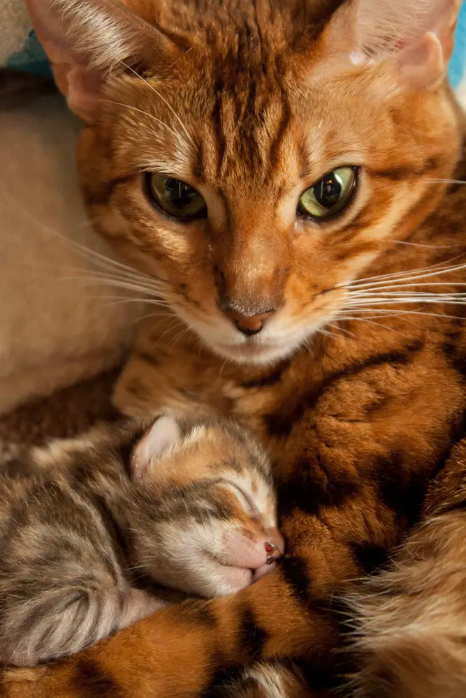 Bengal Cat with its kitten sleeping beside her