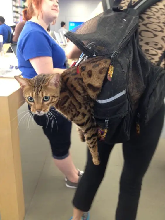 Bengal Cat hanging from inside the back pack