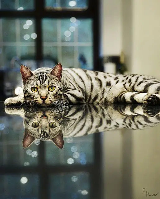 A Bengal Cat lying on top of a glass table