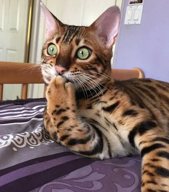 Bengal Cat lying on top of the bed with its big eyes and its paws covering its mouth