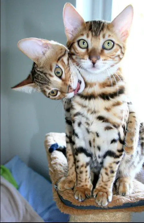 Bengal Cat sitting on top of its tower bed with a Bengal Cat hugging him from behind