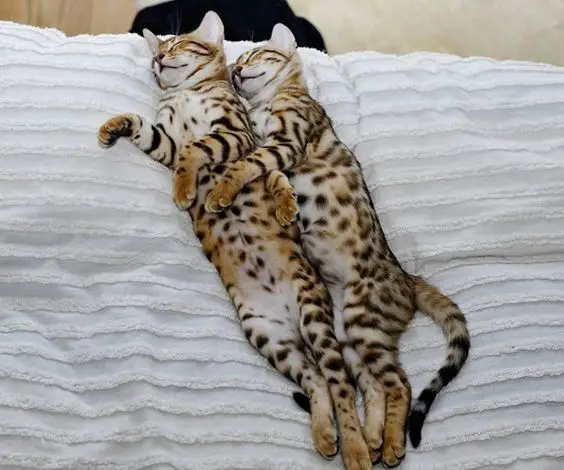 two Bengal Cats sleeping beside each other