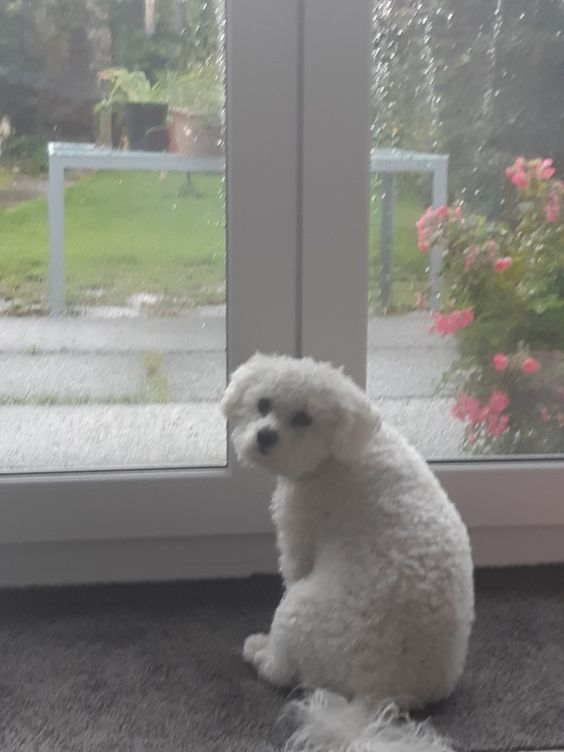 A Bichon Frise sitting in front of the glass door while raining outside and looking back with its sad face