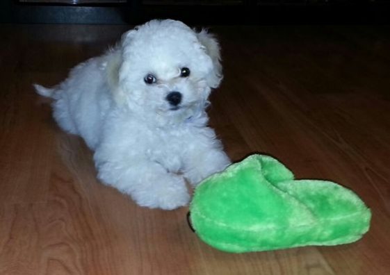 bichon frise with green slippers