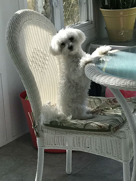 A Bichon Frise sitting on the chair with its paws on the table