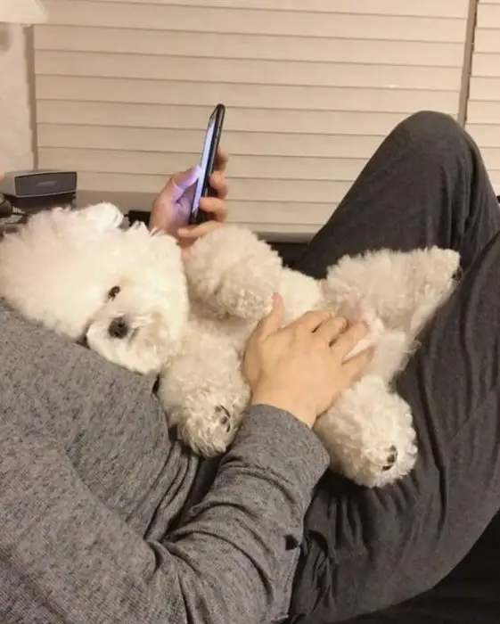 Bichon fries getting some belly rubs