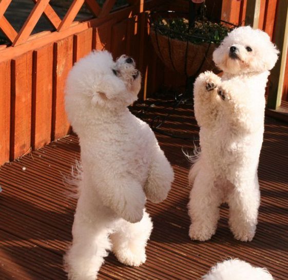 Dancing bichon frise