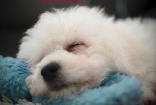 Bichon Frise dog sleeping with its face on top of a fluffy blue pillow