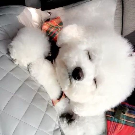 Bichon Frise lying down sleeping on the bed